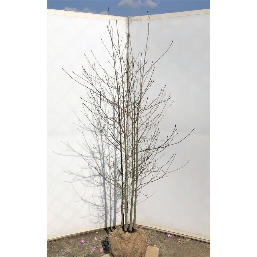 ヤマボウシ 株立ち 約1.7m 美樹形株 特大植木苗木大苗 山法師 規格販売