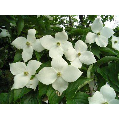 ヤマボウシ 株立ち 約2m 美樹形株 特大株 植木苗木大苗 山法師 ヤマボウシ 株立ち 約2m 美樹形株 特大株 植木苗木大苗 山法師