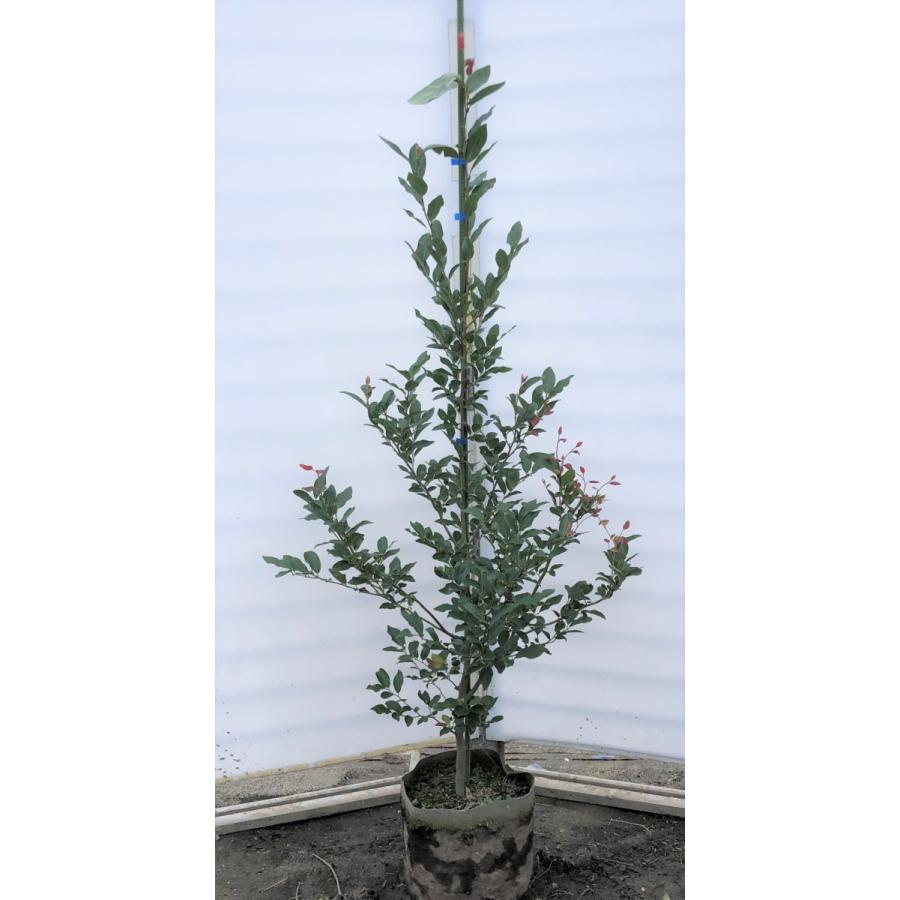 ヤマコウバシ 約2m 特大株 大苗植木苗木 規格販売 お買い得な