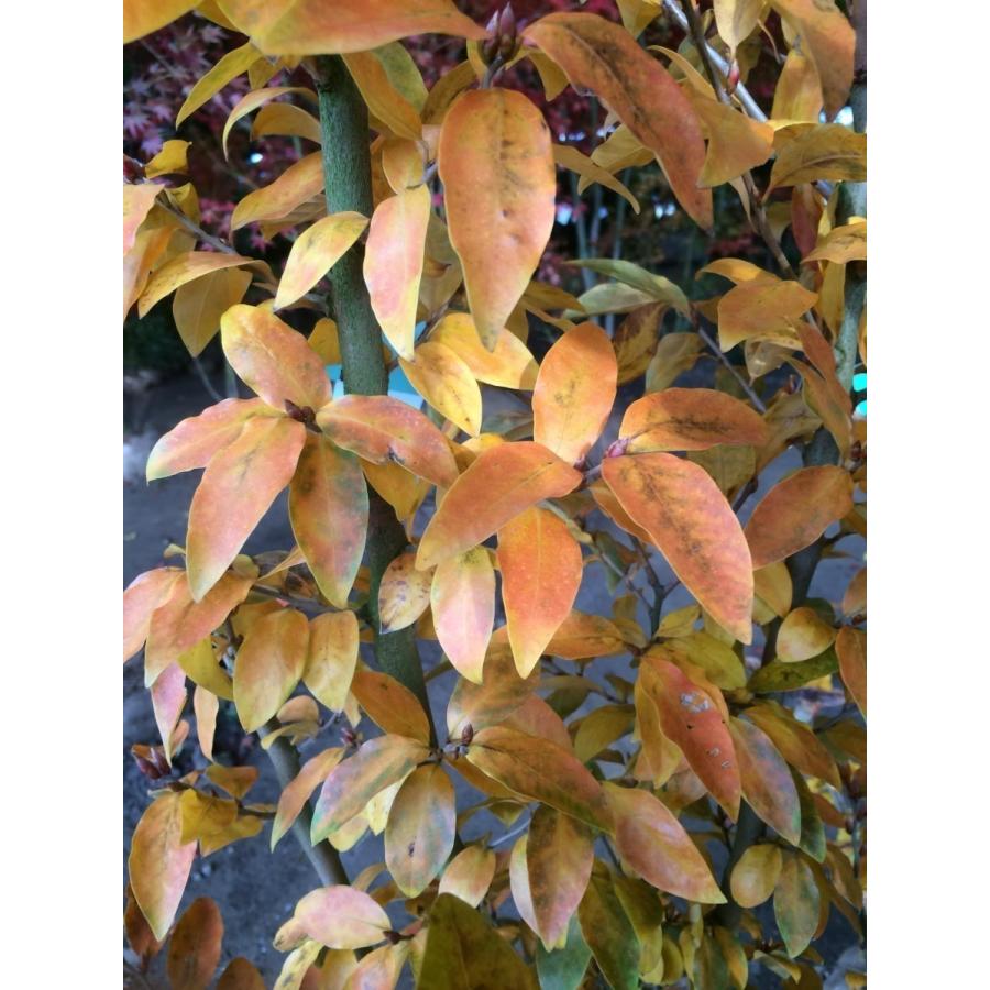 ヤマコウバシ 約2m 特大株 大苗植木苗木 規格販売 お買い得な