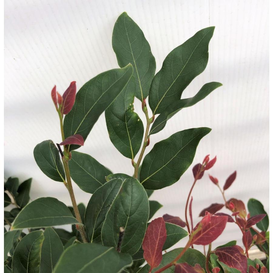 ヤマコウバシ 約2m 特大株 大苗植木苗木 規格販売 お買い得な