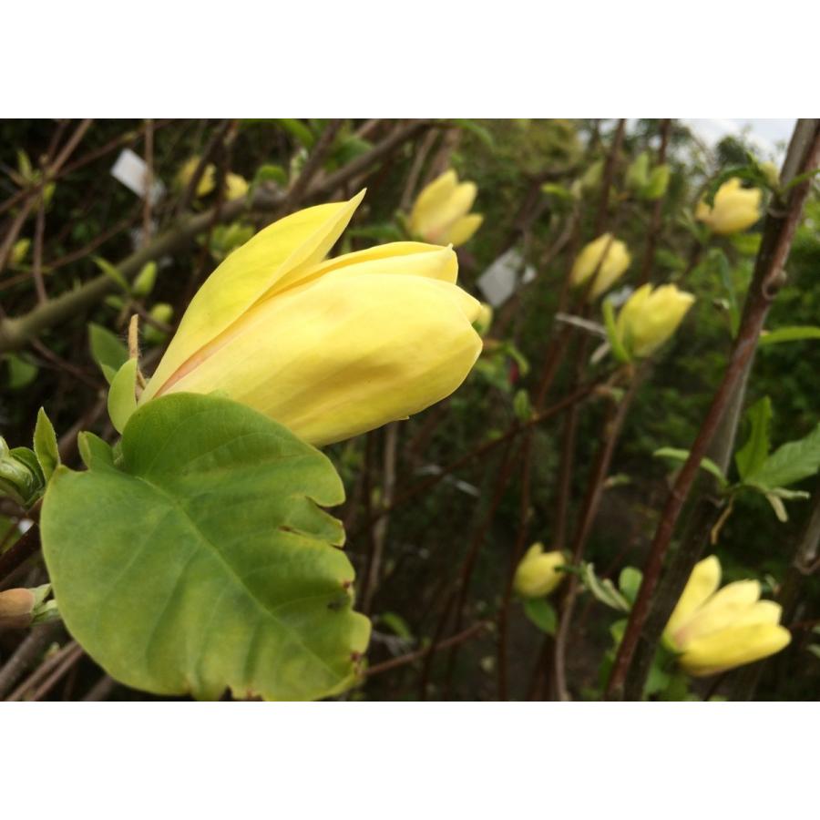 黄モクレン　蕾つき　黄色の花　モクレン 木蓮　ガーデニング モクレン（木蓮）：イエローバード | nae-ya｜herbal tree shop