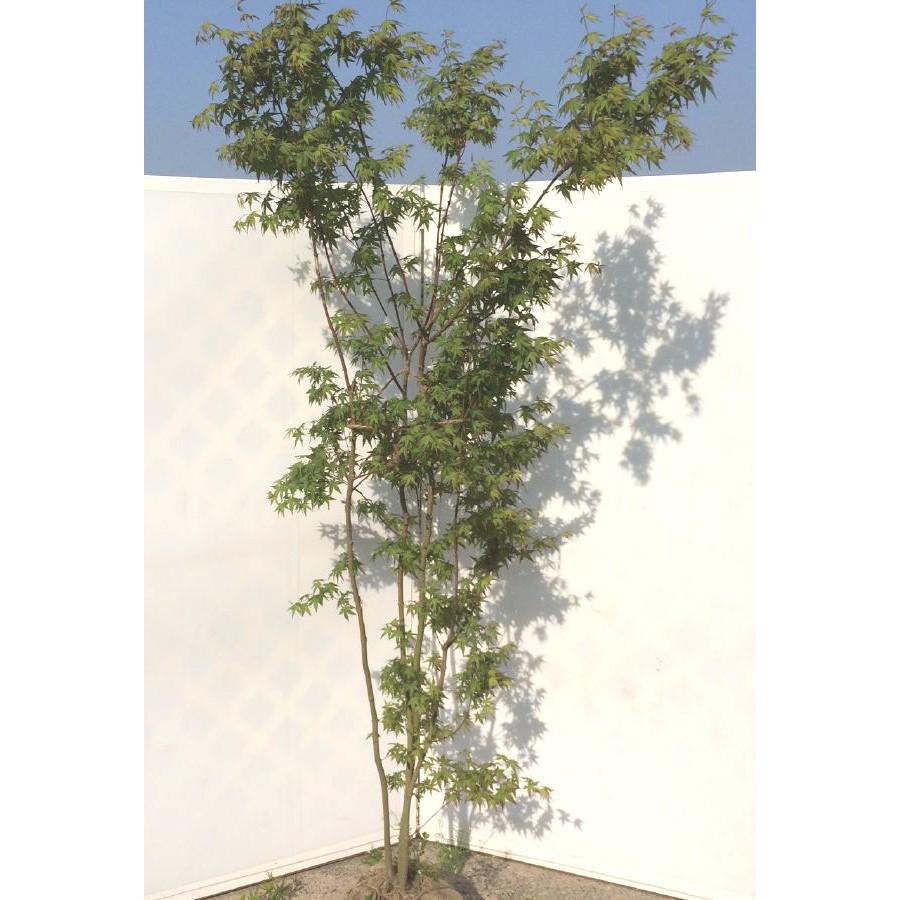 山モミジ 株立ち 約2m 特大株 規格販売 植木 苗木 大苗 山モミジ 株立ち 約2m 特大株 規格販売 植木 苗木 大苗