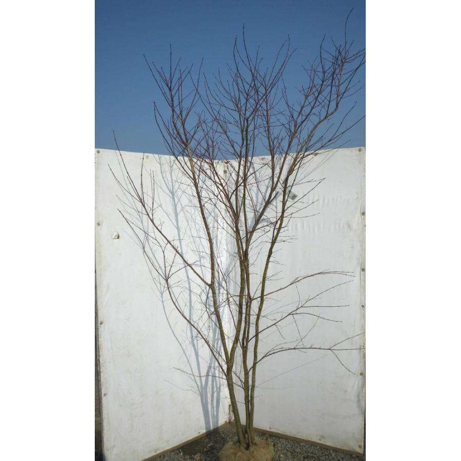 山モミジ 株立ち 約2.5m 超特大株 植木苗木大苗 規格販売 お買い得