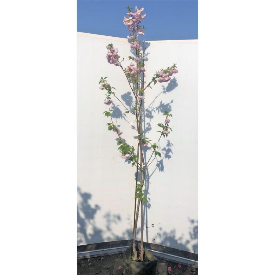 楊貴妃桜 ヨウキヒ 約２ｍ ピンクのもこもこ八重桜 遅咲き品種 特大株 植木苗木 お買い得なおまかせ株 送料無料 Youkihi 大福樹苗園 通販 Yahoo ショッピング