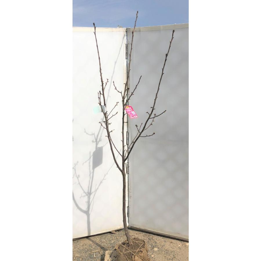 陽光桜 約1.7m 濃いピンクの桜の木 早咲き品種 特大株 植木苗木 陽光桜 約1.7m 濃いピンクの桜の木 早咲き品種 特大株 植木苗木