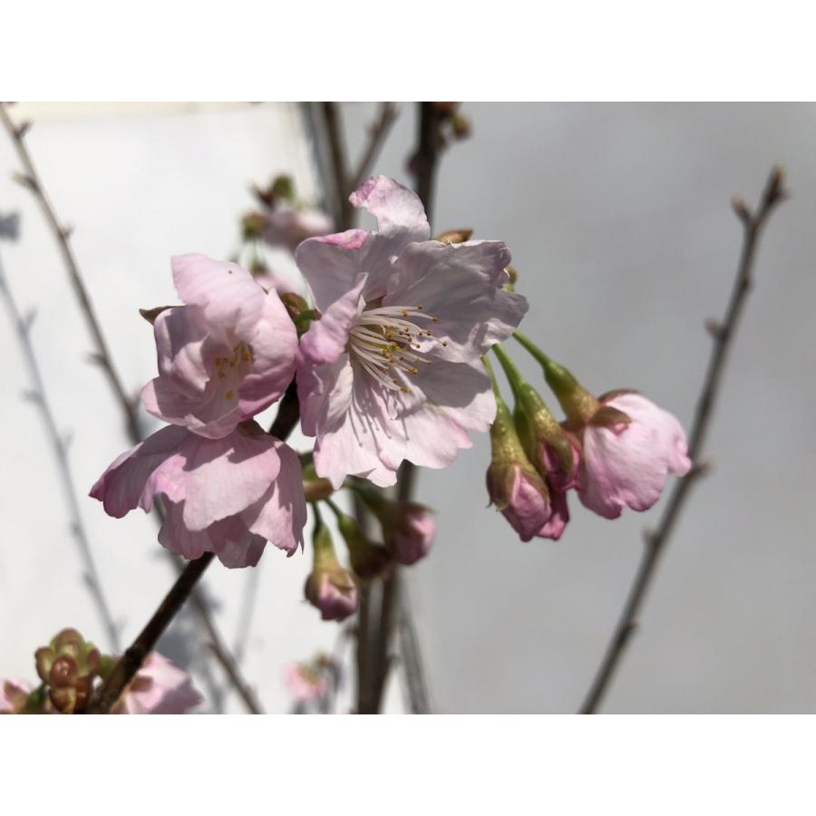 陽光桜　約２ｍ　濃いピンクの桜の木　早咲き品種　特大株　植木苗木　お買い得なおまかせ株　送料無料｜daifukujyubyou｜06