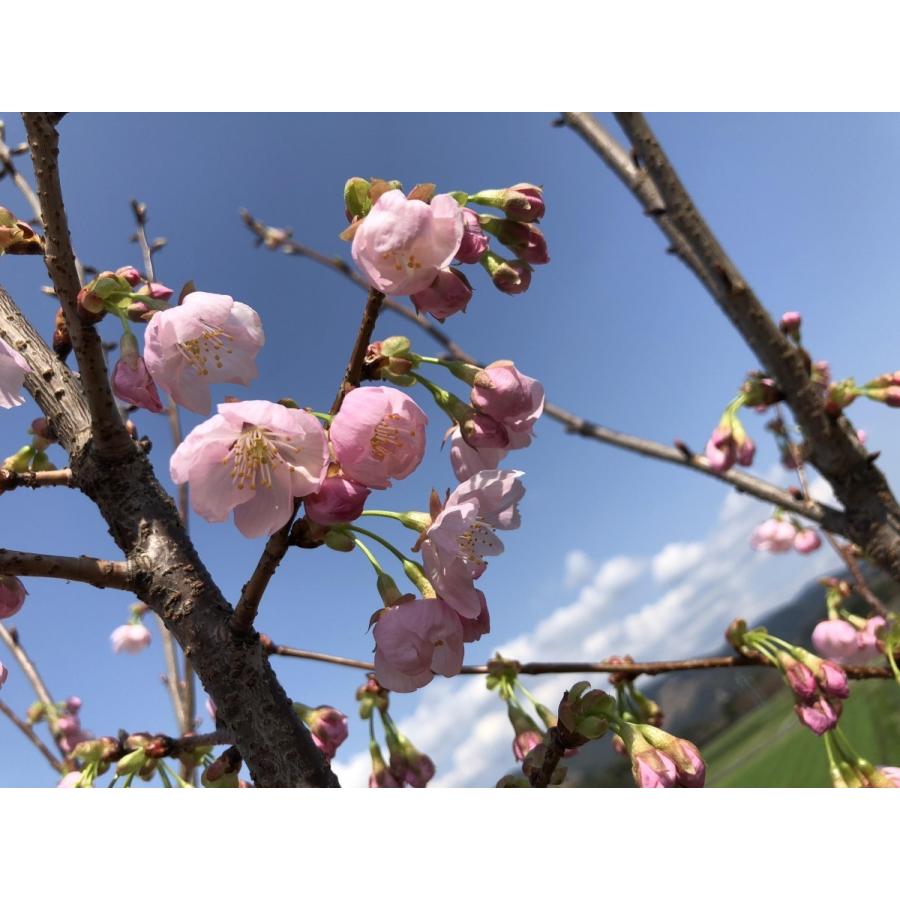 陽光桜　約2.2ｍ　特大株　濃いピンクの桜の木　早咲き品種　超特大株　植木苗木　お買い得なおまかせ株　送料無料｜daifukujyubyou｜05