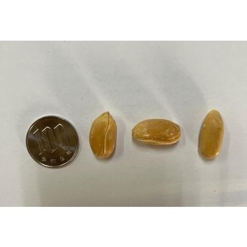 バターピーナッツ 800g 落花生 皮なし （赤穂の天然塩使用）安い 業務用  送料無料 お酒のおつまみ おやつ ネコポス便  ポスト投函 |  | 02