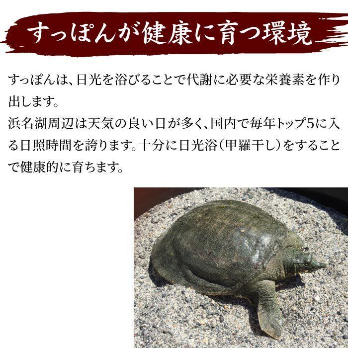 浜名湖の極上すっぽん鍋セット 600g（200g×3パック） 服部中村養鼈場 スッポン 服部もの 服部中村養べつ場 切り身 すっぽん料理 鍋 すっぽん鍋の画像