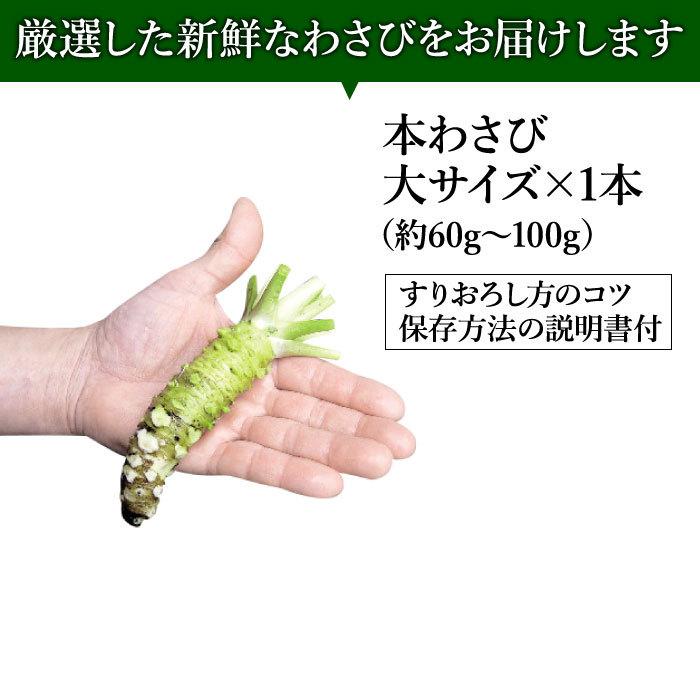 わさび栽培発祥の地「有東木」の本わさび 大サイズ1本（60g〜100g