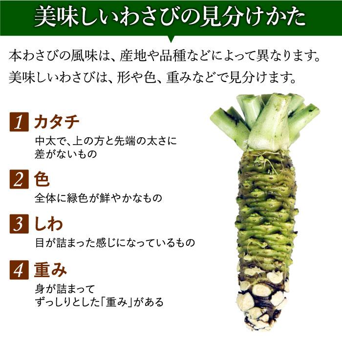 わさび栽培発祥の地「有東木」の本わさび 中サイズ1本（40g〜60g