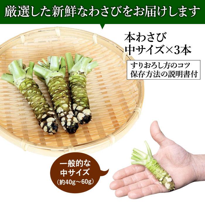 わさび栽培発祥の地「有東木」の本わさび 中サイズ3本セット（1本40g