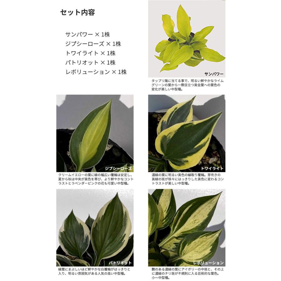 ギボウシ ホスタ 5種5株セット 10 5cmポリポット苗 Gus 001 5p 大郷屋 通販 Yahoo ショッピング