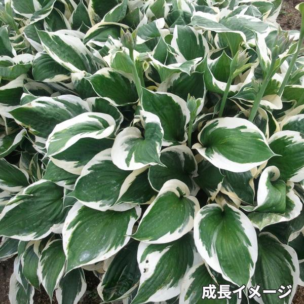 ギボウシ ホスタ パトリオット 10 5cmポリポット苗 Gus 004 大郷屋 通販 Yahoo ショッピング