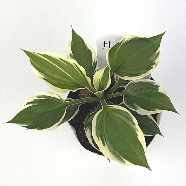 ギボウシ ホスタ パトリオット 10 5cmポリポット苗 Gus 004 大郷屋 通販 Yahoo ショッピング