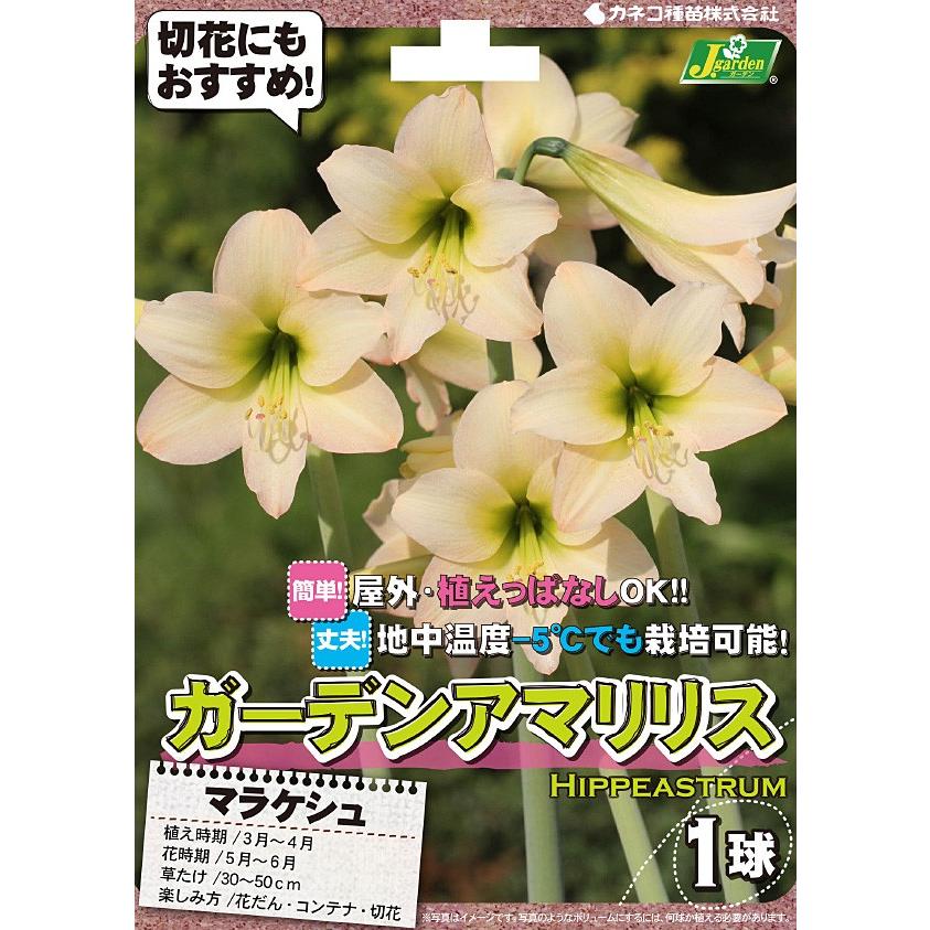 アマリリス 品種 花の球根 の商品一覧 球根 種芋 花 ガーデニング 通販 Yahoo ショッピング
