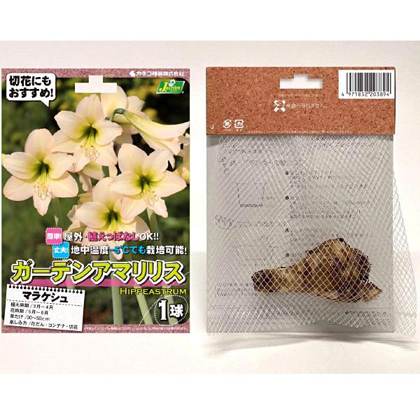 アマリリス 品種 花の球根 の商品一覧 球根 種芋 花 ガーデニング 通販 Yahoo ショッピング