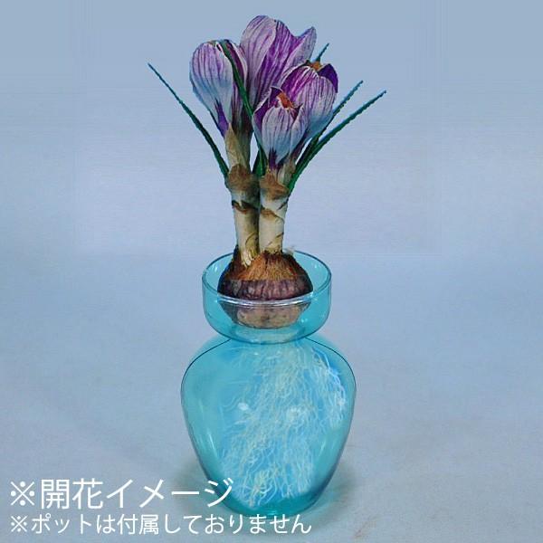 クロッカス 水栽培 絞り花 球根 6球入り袋詰め クロッカス 水栽培 秋植え 球根 Kk Ck Pwk1 0006kd 大郷屋 通販 Yahoo ショッピング