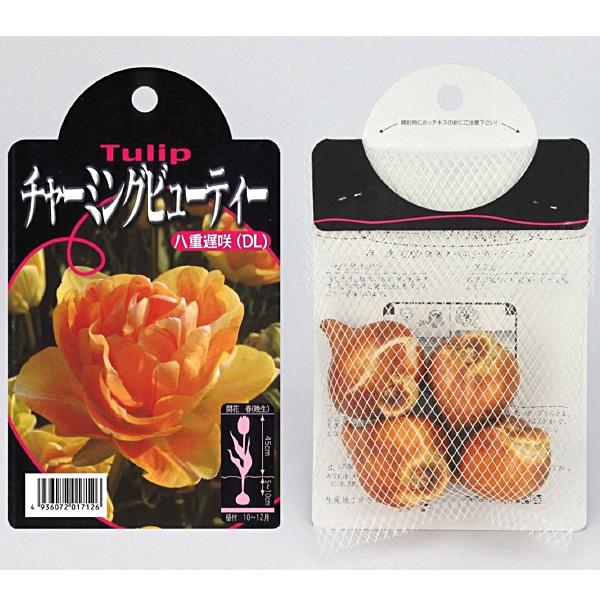チューリップ 八重咲き チャーミングビューティー（橙/DL）【球根】4球