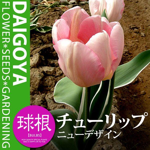 斑入葉 チューリップ 変わり咲き ニューデザイン 桃 T 球根 4球入り袋詰め チューリップ 秋植え 球根 Kk Cr Ndn1 0004kd 大郷屋 通販 Yahoo ショッピング