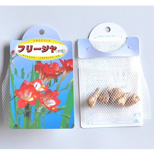 激安 激安特価 送料無料 秋植え球根 フリージア シングル咲 桃花 5球