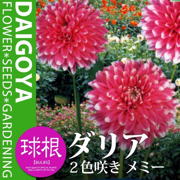 ガーデンダリア ２色咲き メミー 桃に白 球根 1球入り袋詰め 春植え 球根 Kk Gd 2mem 0001kd 大郷屋 通販 Yahoo ショッピング
