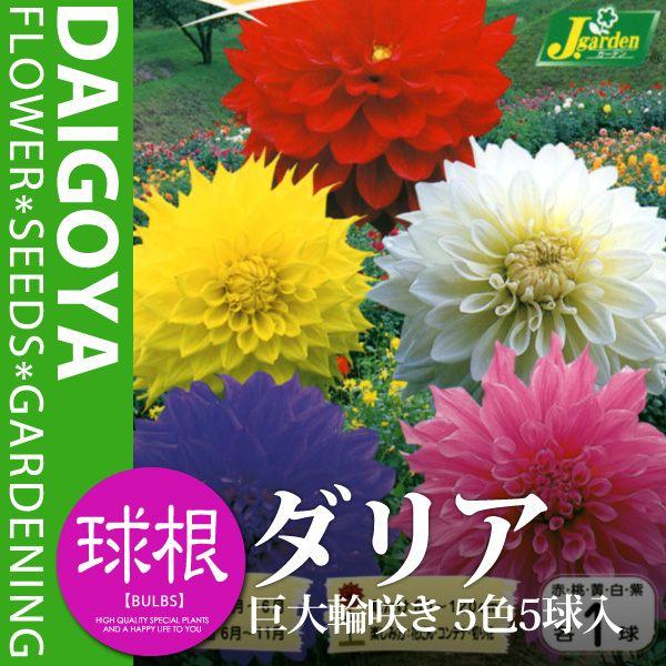 ガーデンダリア 巨大輪咲き 球根 ５色５球入 春植え 球根 Kk Gd 55ky 0005kd 大郷屋 通販 Yahoo ショッピング