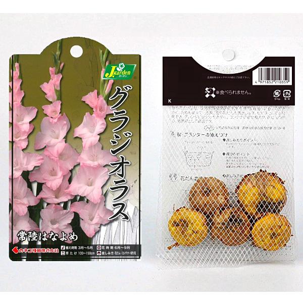 お得 グラジオラス 常陸はなよめ 球根 5球入り袋詰め 春植え 球根 Wantannas Go Id