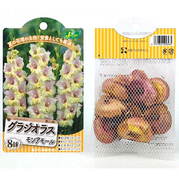 グラジオラス ２色咲き モンアモール 球根 8球入り袋詰め 春植え 球根 Kk Grs011 8kd 大郷屋 通販 Yahoo ショッピング