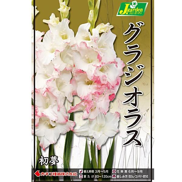 グラジオラス 初夢 球根 5球入り袋詰め 春植え 球根 Kk Grs039 5kd 大郷屋 通販 Yahoo ショッピング