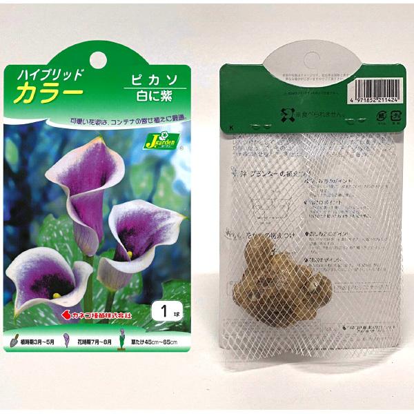 ハイブリッドカラー ピカソ 球根 1球入り袋詰め 春植え 球根 Kk Hbc005 1kd 大郷屋 通販 Yahoo ショッピング