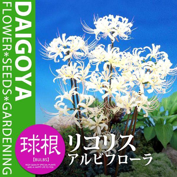 22新作 リコリス アルビフローラ 白 球根 1球 リコリス 夏植え 球根 Noteworthy Collectibles Com