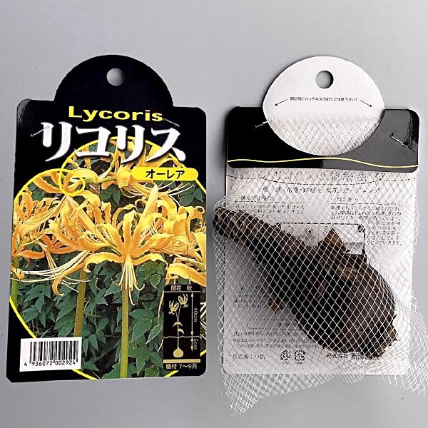 リコリス オーレア 黄 球根 1球 リコリス 夏植え 球根 Kk Rr Ora1 0001kd 大郷屋 通販 Yahoo ショッピング