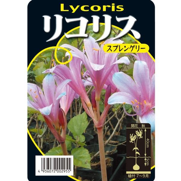 リコリス スプレンゲリー 紫 球根 2球 リコリス 夏植え 球根 Kk Rr Srg1 0002kd 大郷屋 通販 Yahoo ショッピング