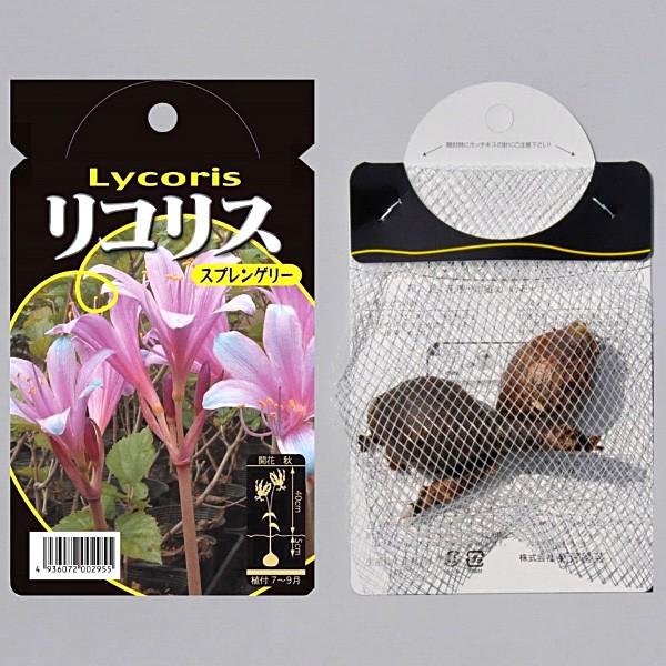 リコリス スプレンゲリー 紫 球根 2球 リコリス 夏植え 球根 Kk Rr Srg1 0002kd 大郷屋 通販 Yahoo ショッピング