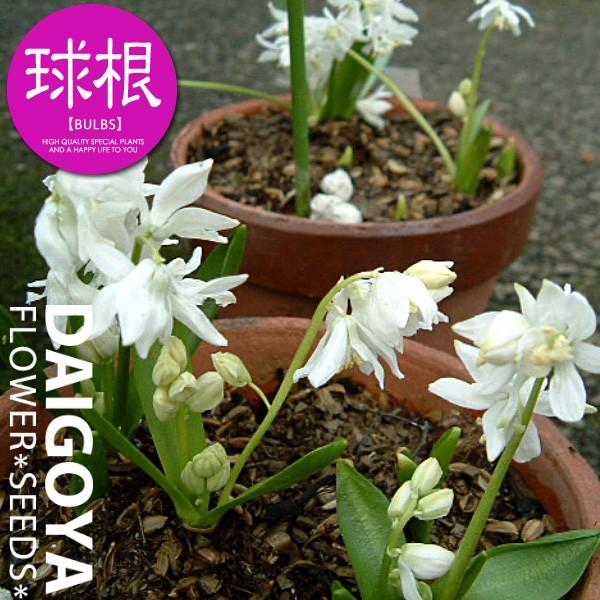 シラー シビリカアルバ 白 球根 5球 シラー 秋植え 球根 Kk Sr Sal1 0005kd 大郷屋 通販 Yahoo ショッピング