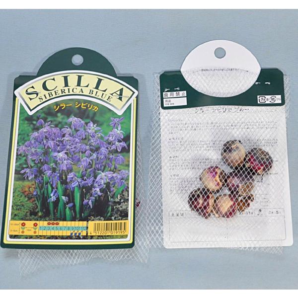 シラー シビリカ 紫 球根 6球 シラー 秋植え 球根 Kk Sr Sbr1 0006kd 大郷屋 通販 Yahoo ショッピング