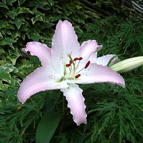 ユリ オリエンタルリリー マルコポーロ 球根 1球入り袋詰め 白 淡桃 ユリ ゆり 百合 秋植え 球根 Kk Yr Mpl1 0001kd 大郷屋 通販 Yahoo ショッピング