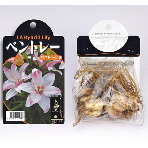 ユリ 最高級八重咲き アジアティック ベントレー 球根 2球入り ユリ ゆり 百合 秋植え 球根 Kk Yri050 2kd 大郷屋 通販 Yahoo ショッピング