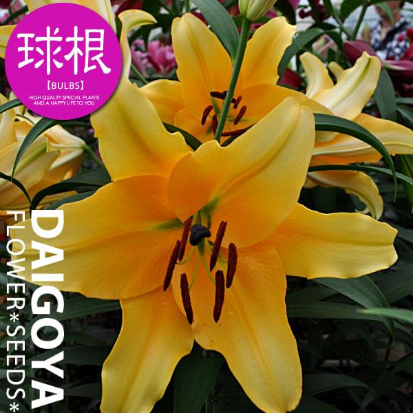 ユリ オリエンタルリリー オレンジカサブランカ コルコバード 橙巨大輪 球根 1球入り ユリ ゆり 百合 秋植え 球根 Kk Yri054 1kd 大郷屋 通販 Yahoo ショッピング