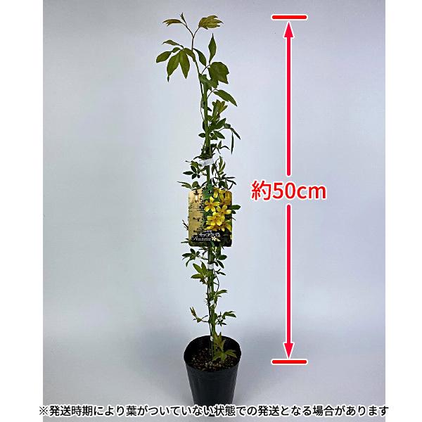 モッコウバラ(木香薔薇) 一重咲き黄花 12cmポリポット苗 モッコウバラ(木香薔薇) 一重咲き黄花 12cmポリポット苗