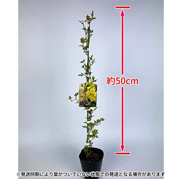 最新な モッコウバラ苗木2本 木香薔薇 バラ Www Khalil Mamoon Com
