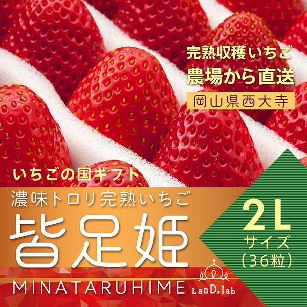 いちご の国 ギフト［ 2L サイズ（36粒）］濃味トロリ 完熟 いちご『 皆足姫 （みなたるひめ） 』 | 