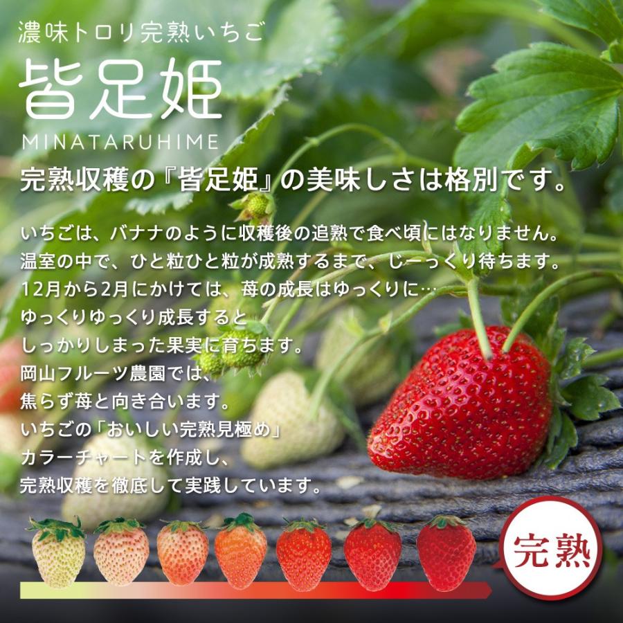 いちご の国 ギフト［ L サイズ（49粒）］濃味トロリ 完熟 いちご『 皆足姫 （みなたるひめ） 』 |  | 02