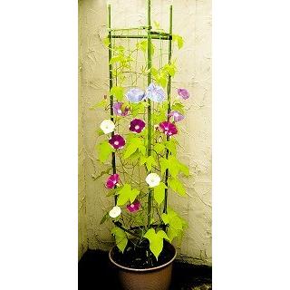 Daim ネット付サポート支柱 11mm 150cm 25セット入 菜園 園芸 支柱 ガーデニング ガーデニング用品 家庭菜園 アサガオ 朝顔 支柱 送料無料 C メーカー直販 Daim Yahoo 店 通販 Yahoo ショッピング