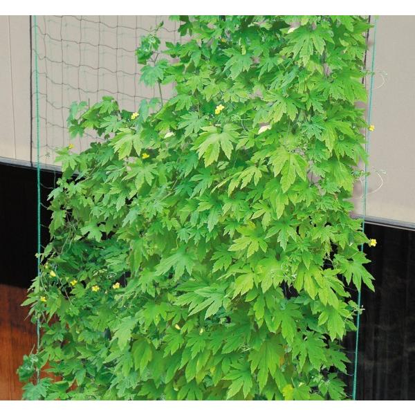 714円 日本未発売 Daim 緑のカーテンネット サイドロープ付 幅2 7m 長さ5m 日よけ シート 日除け グリーンカーテン サンシェード テラス バルコニー アサガオ 朝顔 支柱