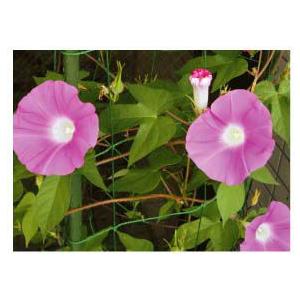 DAIM 園芸ネット 1.8m 1.8m 天然素材 100％ 朝顔 アサガオ 支柱 園芸