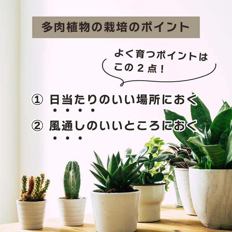daim 多肉マンション 幅35cm×奥行き27cm×高さ28cm 3セット入り 園芸 カーメン君 多肉植物 観葉植物 冬越し 寄せ植え 棚 苗 室内 温室ハウス 第一ビニール | DAIM | 07