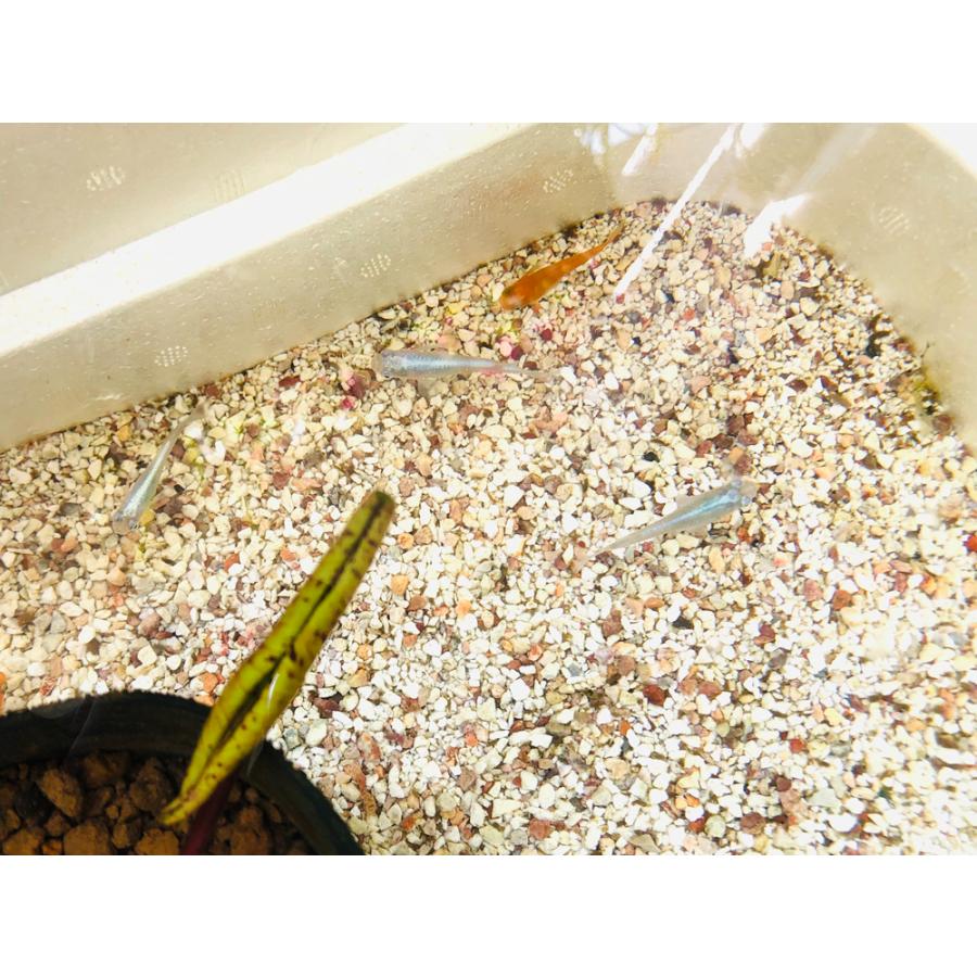 メダカの発泡スチロール水槽鉢・黒白セット・24L大容量 めだか